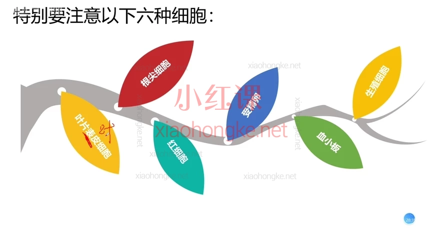 大脑空间生物提分王【专题冲刺】，【初中生物系统课】30+课时带你吃透中考核心考点