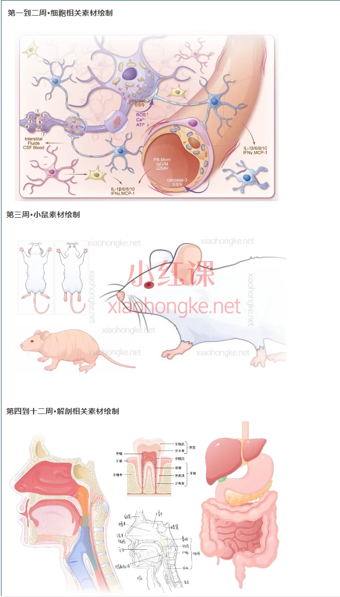 Bovsart科研绘图基础班第一期，零基础也能学会的科研绘图课！助力你的学术可视化表达