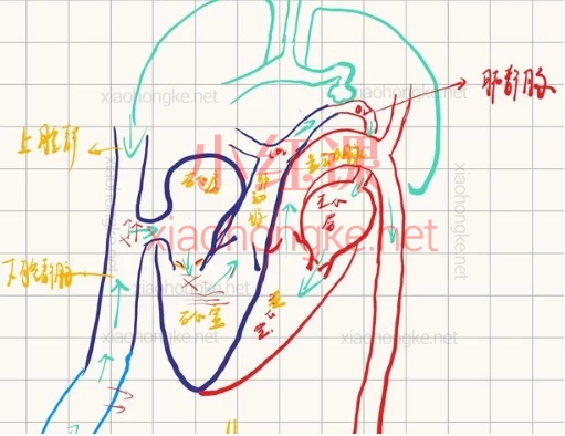 Bilibili-up主/小红书/De德:26版全套(内外基导),医学内外科护理全攻略
